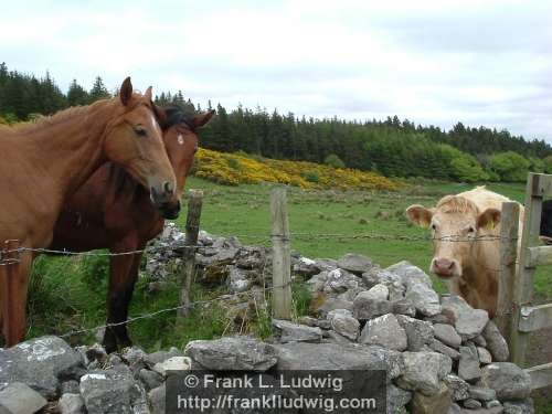 Horses and Cows, Chat at the Fence